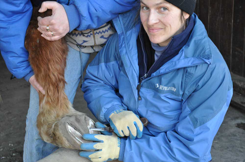Hufbearbeitung Barhuf altes Pferd, ältere Pferde